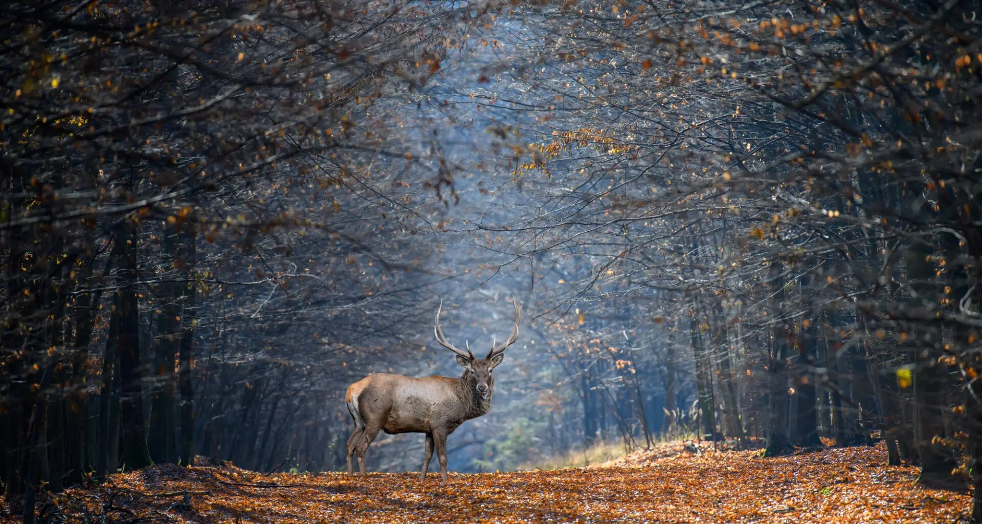 A deer with large antlers stands on a leaf-covered path in the woods, representing a scene of wildlife.