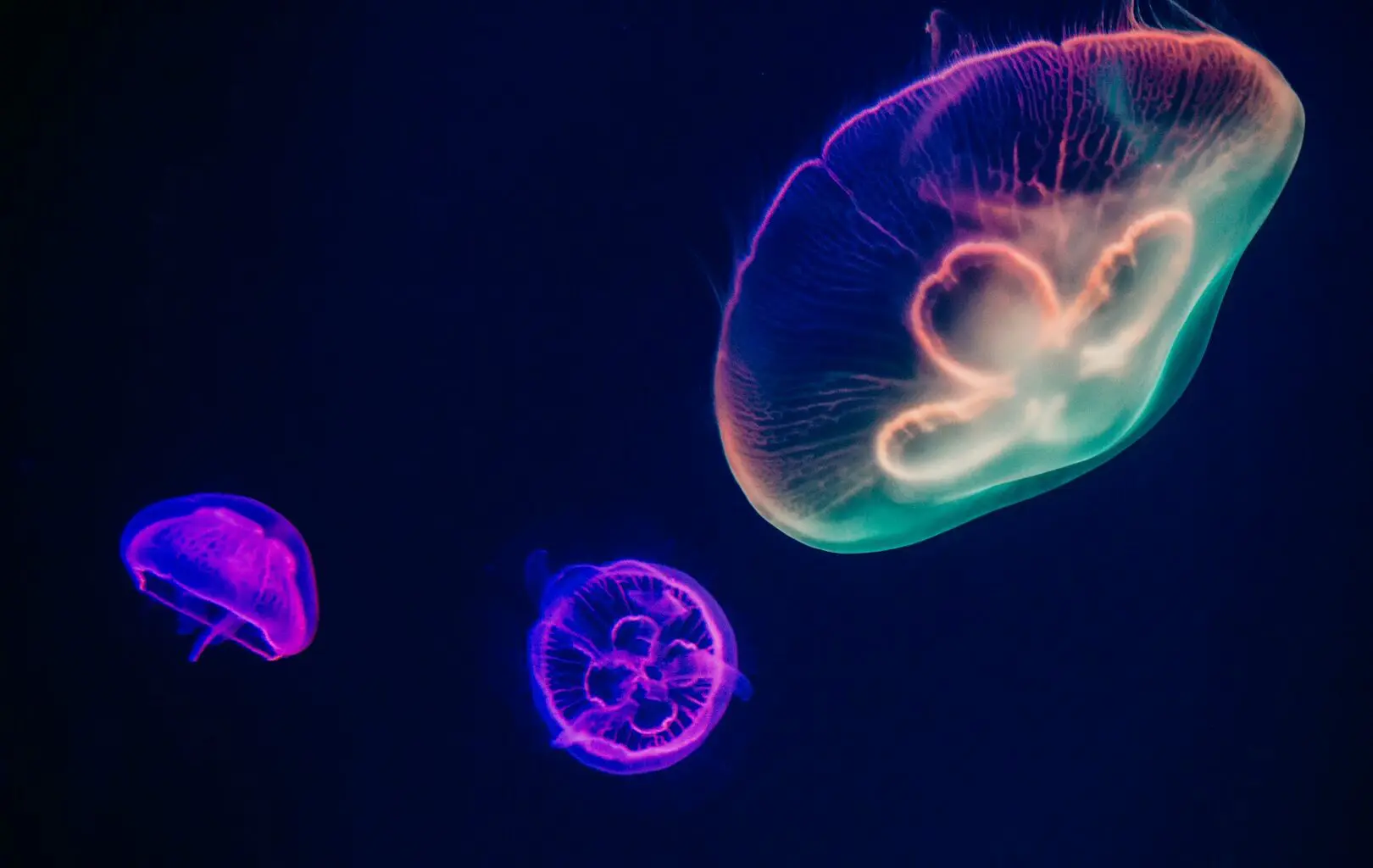 Three jellyfish with neon glow swimming in dark water.